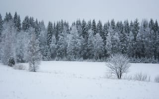 Картинка лес, снег, Зима, ели, forest, мороз, winter, trees