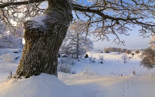 Картинка Vagnhärad, Södermanland, снег, Sweden, деревья, зима, Швеция