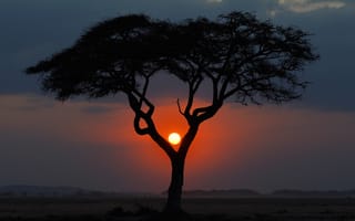 Картинка африка, солнце, пейзаж, кения, закат, дерево, саванна, вечер