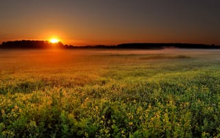 Картинка утро, пейзаж, рассвет, солнце, природа, поле, восход, туман