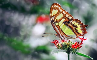 Картинка красивая, цветок, Mustafa Ozturk, бабочка, крылья