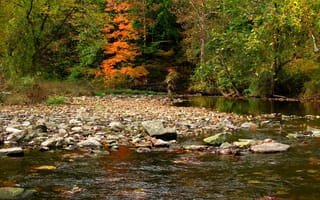 Картинка осень, лес, деревья, trees, river, река, forest, Nature