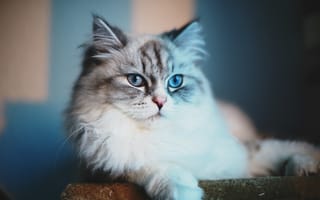 Обои Кот, взгляд, cat, голубые глаза, blue eyes