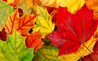 Картинка листья, опавшие, красные, листва, осень, зеленые, оранжевые, желтые