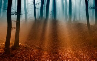 Картинка лес, свет, деревья, осень, ветки, туман, листья