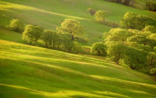 Картинка зелень, склон, холм, трава, деревья