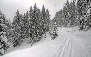 Картинка дорога, лес, forest, snow, Зима, road, frost, winter, снег, ели, мороз, nature