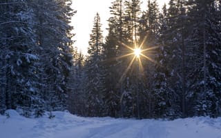 Картинка снег, лес, зима, деревья, дорога, лучи солнца