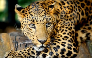 Обои Большая кошка, глаза, взгляд, леопард, усы, хищник
