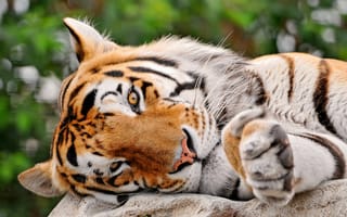Картинка Большая кошка, глаза, тигр, лежит, взгляд, полоски, tigr