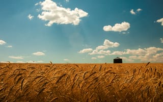 Обои лето, небо, золото, поле, колоски, облака, пшеница