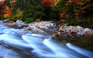 Картинка лес, деревья, камни, forest, Осень, поток, речка, colors