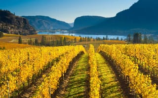 Картинка Британская Колумбия, Канада, виноградник, долина озера Оканаган, горы, природа, осень
