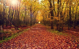 Картинка природа, деревья, дорога, лес, листья, осень, пейзаж, дерево