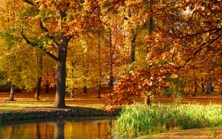 Картинка осень, деревья, пруд, Польша, Poland, park, nature, pond, autumn, парк, fall, trees