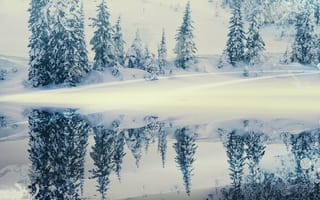 Обои отражение, снег, елки, зима