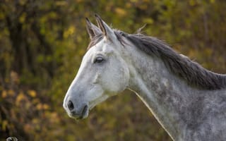 Обои морда, (с) OliverSeitz, грива, конь, серый, лошадь, профиль
