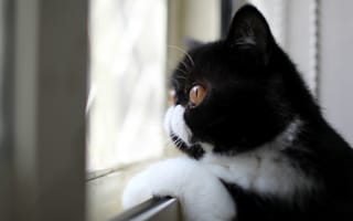 Картинка Кот, профиль, взгляд, окрас, черно-белый, смотрит в окно