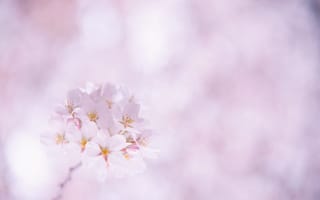 Картинка Сакура, розовые, веточка, белые, цветение, вишня, цветы, лепестки