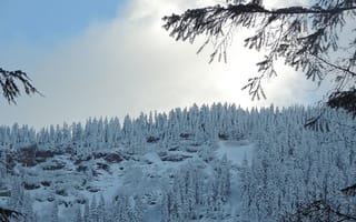 Картинка зима, лес, sky, Nature, forest, снег, мороз, природа