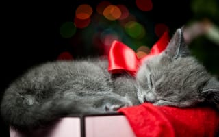 Картинка кот, спит, серый, ленточка, бант, котенок, кошка, коробка