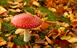 Картинка осень, гриб, листья, мухомор