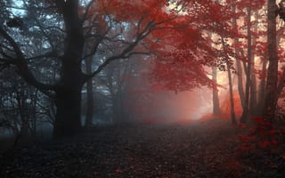Обои лес, листья, осень, деревья, дорога, туман