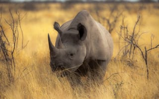 Картинка носорог, природа