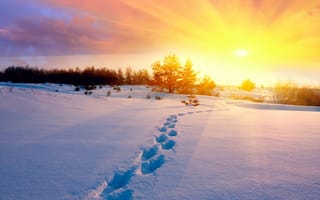 Обои зима, солнце, следы, холод, природа, снег, деревья, поле, закат, небо