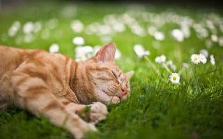 Картинка кошка, трава, лето