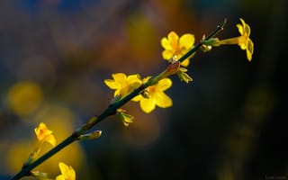 Картинка цветок, желтый, макро, природа, почки