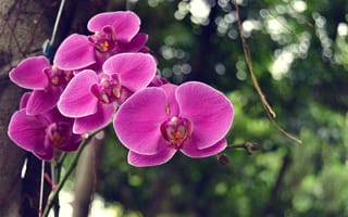Картинка орхидеи, дерево, листва, боке, цветки, ветка