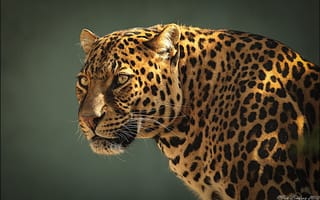 Картинка леопард, морда, хищник, профиль, leopard