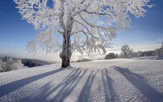 Обои солнце, деревья, снег, лучи, природа, зима