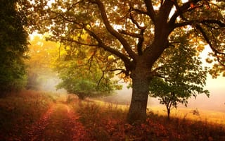 Обои осень, деревья, тропа, листья