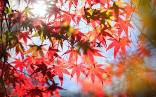 Картинка осень, листья, крона, красные, дерево, клен