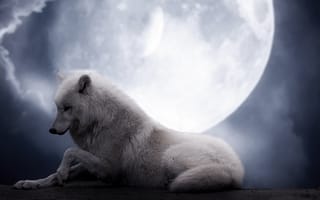 Картинка волк, ночь, фантастика, белый, луна, красота, волчица