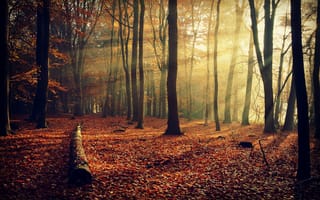 Картинка природа, деревья, ветки, лес, осень, лучи, листва, свет
