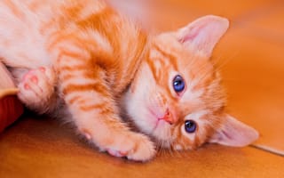 Картинка кошка, рыжая, от lolita777, корячится, котёнок