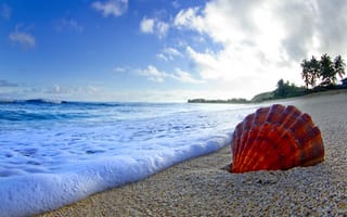 Картинка песок, пляж, океан, ракушки