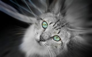 Картинка кошка, зеленые, глаза, серая, смотрит