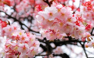 Картинка ветки, размытость, сакура, цветение