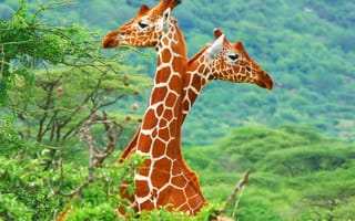 Обои Африка, саванна, жирафы