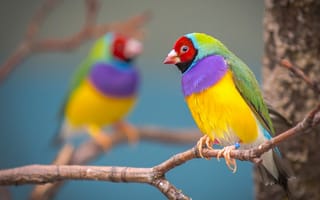 Обои разноцветная, Гульдова амадина, птичка, ветка