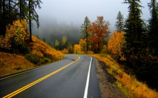 Обои дорога, лес, туман, осень
