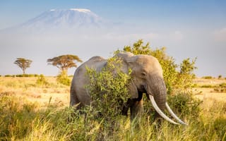 Картинка гора, слон, Африка
