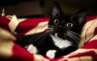 Картинка red, blanket, красный, котенок, white, лапы, сладко, животное, sweet, black, pet, cat, paw, kitten, черный, animal, одеяло, кошка, белый