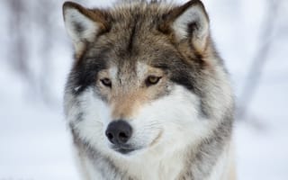 Картинка зима, снег, портрет, волк, животное