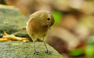 Картинка птица, птичка-невеличка, камень