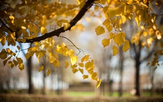 Картинка дерево, ветка, осень, размытость, листья, природа
